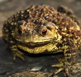 蛤蟆吵架吃瓜,围观群众吃瓜不停