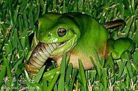 青蛙头套吃瓜视频,网友直呼可爱爆表！