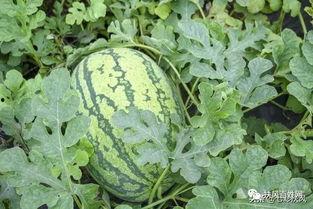 吃瓜地址在哪里,吃瓜群众热议的神秘地址背后故事