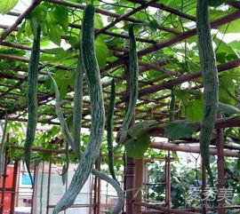 吃蛇瓜去皮吗,去皮还是不去皮，营养与安全的抉择