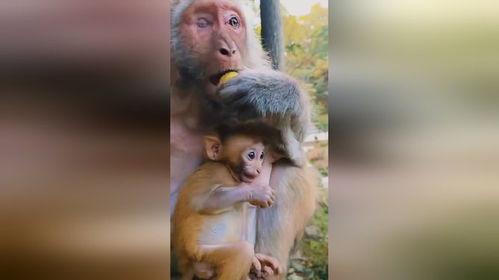 猴子和小孩吃瓜,猴娃共赏瓜果乐