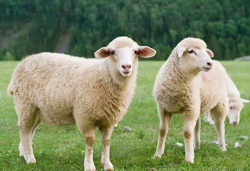 羊咩咩吃大瓜,羊咩咩的奇妙大瓜之旅