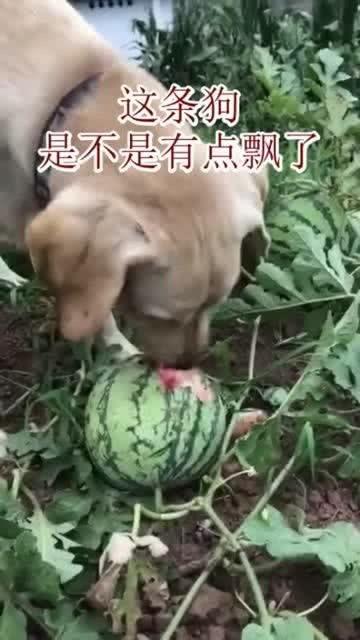 狗儿吃瓜,趣味横生的宠物日常瞬间