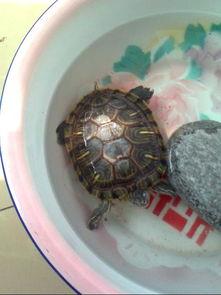 乌龟吃白瓜吗怎么吃的,揭秘乌龟如何享用白瓜