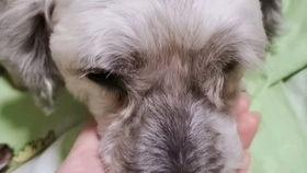 荷兰猪吃小瓜还是大瓜