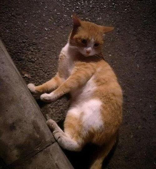 路边吃瓜的猫咪,萌态十足引围观