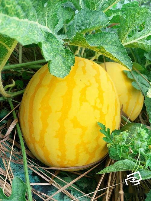 吃瓜看年代,揭秘娱乐圈变迁史