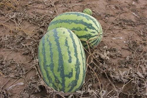 请吃瓜的图片,揭秘网络热议背后的真相