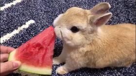 兔子吃瓜什么梗