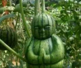 达不溜是真的香 吃瓜