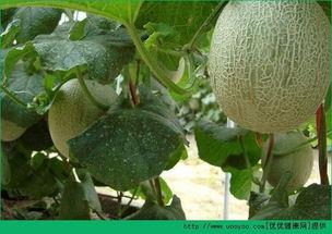 糖糖吃哈密瓜,糖糖的甜蜜哈密瓜之旅