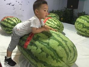 嵊州吃瓜群众事件,网络舆论的风暴与反思