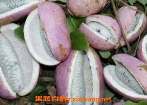 学霸吃八月瓜是什么意思,一场别开生面的智慧之旅