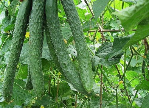 吃瓜这个词,网络时代的围观文化现象