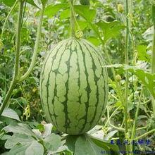 梦到吃瓜,揭秘梦中吃瓜的神秘寓意