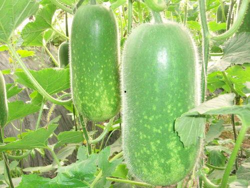 吃方瓜减肥吗,揭秘吃方瓜的神奇瘦身效果