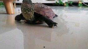 声控吃瓜乌龟,揭秘神奇生物的趣味生活