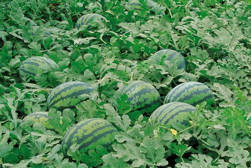 秋日森林吃瓜群,吃瓜群里的欢乐时光